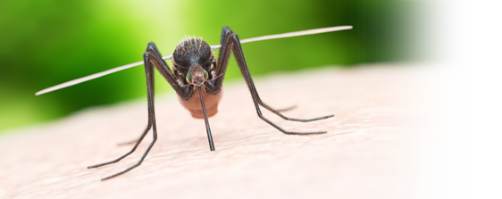 Dixie Exterminating | Pest Control in York, Chester, Lancaster Counties in SC | mosquito