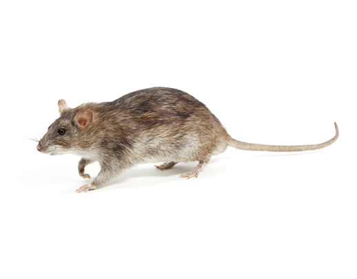 Dixie Exterminating | Pest Control in York, Chester, Lancaster Counties in SC | rodents