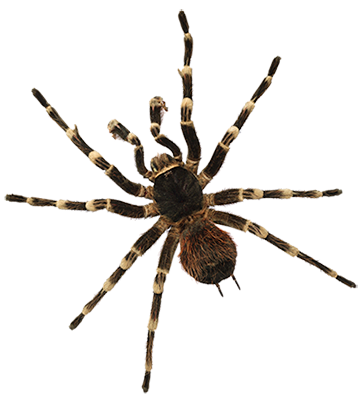 Dixie Exterminating | Pest Control in York, Chester, Lancaster Counties in SC | spider